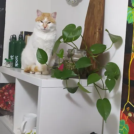 Nocleg ze śniadaniem Agribnb Casa Furnaredda Laurenzana