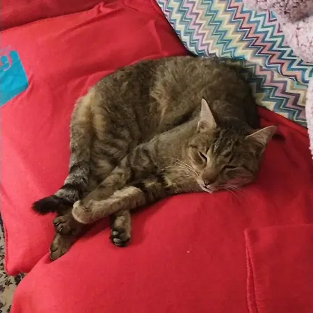 Agribnb Casa Furnaredda 3* Laurenzana