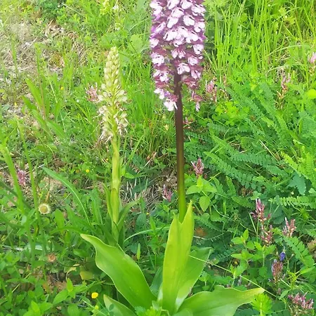 Agribnb Casa Furnaredda 3*