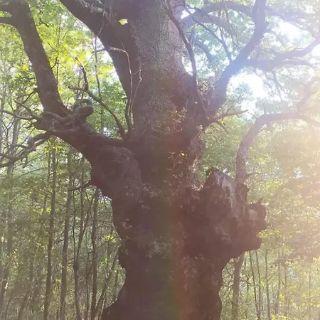 Agribnb Casa Furnaredda Laurenzana